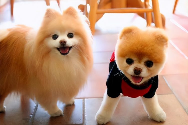 How many years can a Pomeranian live?