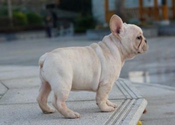 These points will give your dog the best fighting ability