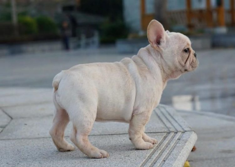 These points will give your dog the best fighting ability