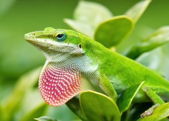 The Verdant Charmer: Understanding the Growth and Size of Green Anoles
