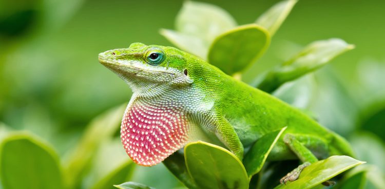 The Verdant Charmer: Understanding the Growth and Size of Green Anoles