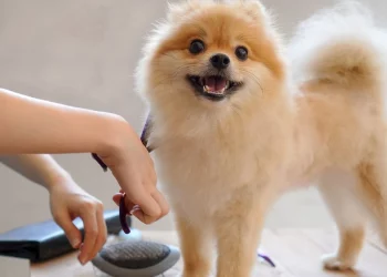 The Art of Pomeranian Grooming: Mastering the Trim