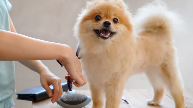 The Art of Pomeranian Grooming: Mastering the Trim