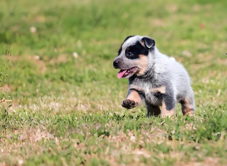 Training your dog to see can start with food and objects