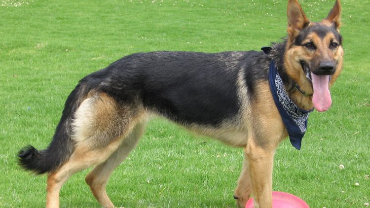 Basic Training Techniques for Belgian Shepherd Dogs