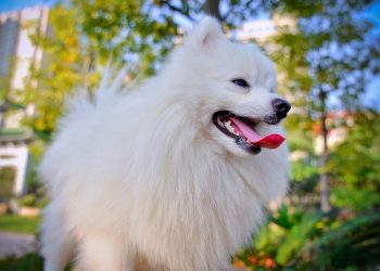 Interpretation of eleven common dog behaviors