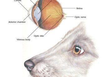 A Watchful Eye: Understanding and Caring for Your Dog’s Ocular Health