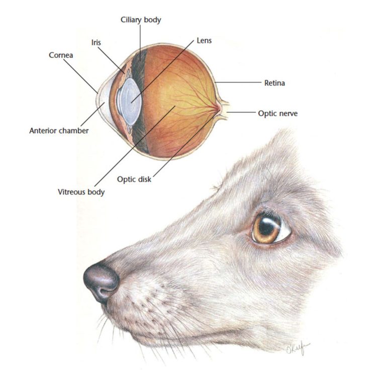 A Watchful Eye: Understanding and Caring for Your Dog’s Ocular Health