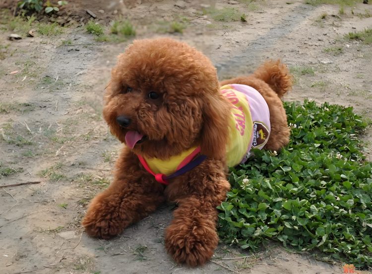 How to train a dog to poop?Give the dog a conditioned reflex