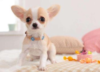 How long does a Chihuahua live?