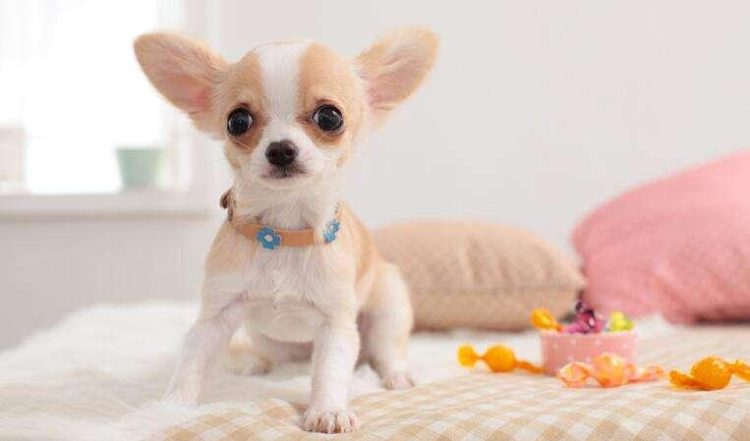 How long does a Chihuahua live?