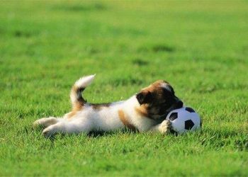 How to use a leash to effectively train your dog and make your dog obedient?