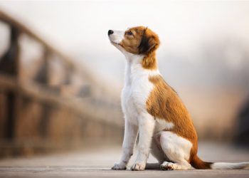 How to get a dog to lie down based on the owner’s command？