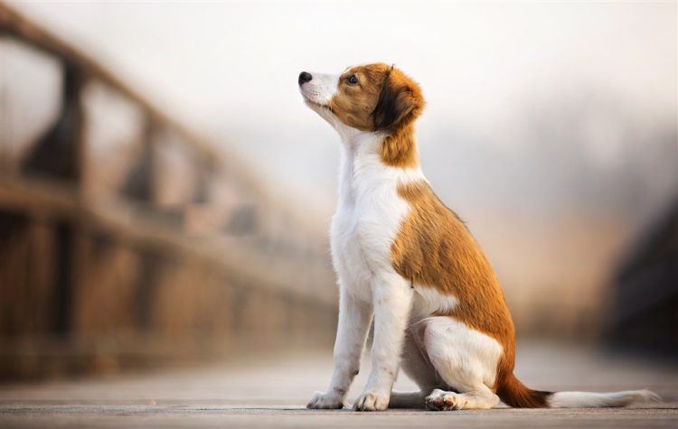 How to get a dog to lie down based on the owner’s command？
