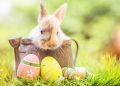 How much food is appropriate for rabbits to eat in a day
