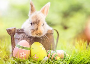 How much food is appropriate for rabbits to eat in a day