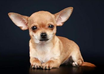 How to comb short haired chihuahuas