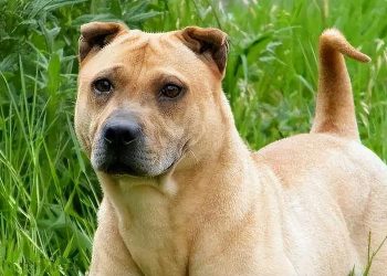 What is the famous dog in China?