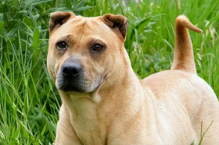 What is the famous dog in China?