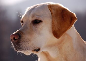 Dog food resistance training is mandatory to prevent cats from eating