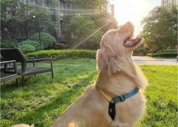 How to walk your dog safely and healthily?