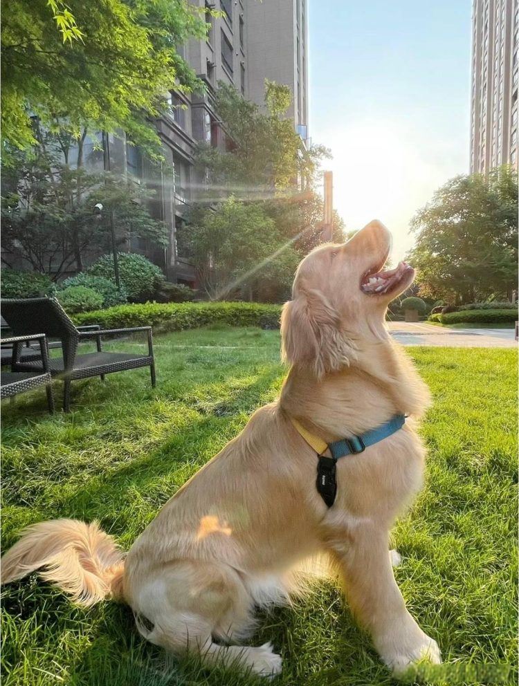 How to walk your dog safely and healthily?