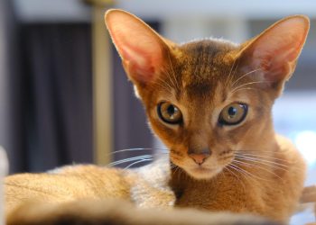Everything you need to know about the intelligence of Abyssinian cats