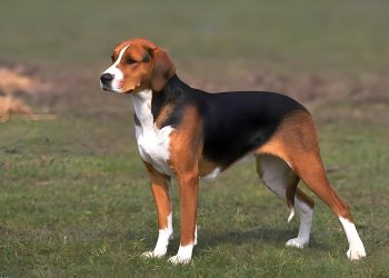 How to train a Finnish hound with appetite reflex training