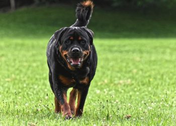 How to trim the nails of a Rottweiler