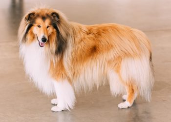 How to train a Collie to correct a dog’s bad habits
