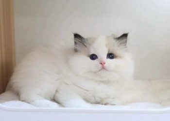 How do you potty train a kitten without a litter box