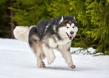 How to groom an Alaskan Malamute