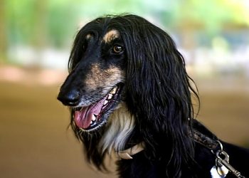 How to train an Afghan hound to obey?
