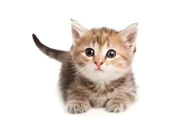 How to train a 10-week-old kitten