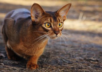 The Intellectual Prowess of Abyssinian Cats: Exploring Feline Genius