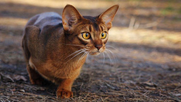 The Intellectual Prowess of Abyssinian Cats: Exploring Feline Genius