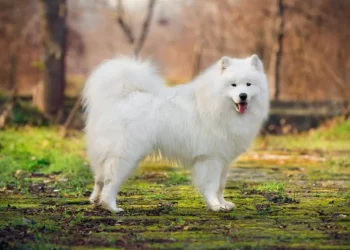 Why is Samoyed tail hair not fluffy?