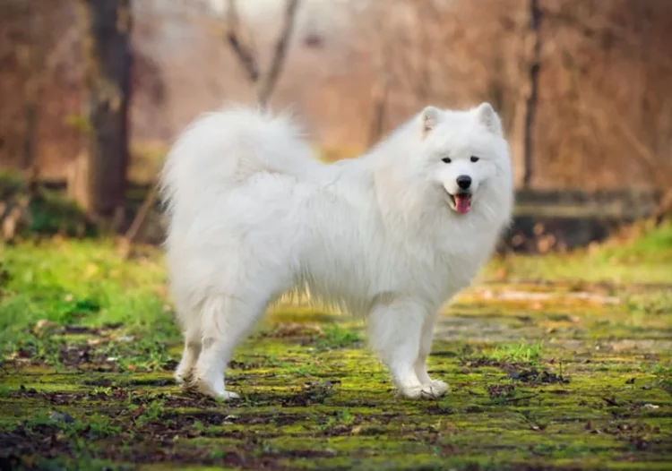 Why is Samoyed tail hair not fluffy?