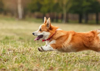 What are the advantages and disadvantages of corgis?