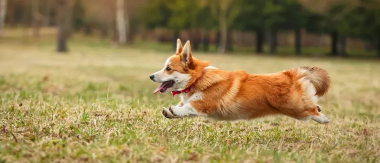 What are the advantages and disadvantages of corgis？
