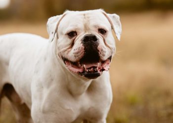 The Resolute Companion: American Bulldogs as Family Pets