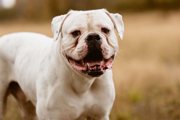 The Resolute Companion: American Bulldogs as Family Pets