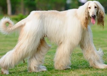 Elegance Personified: Understanding the Afghan Hound’s Lifespan and Traits