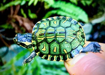 Addressing Appetite Loss in Brazilian Turtles: A Comprehensive Guide