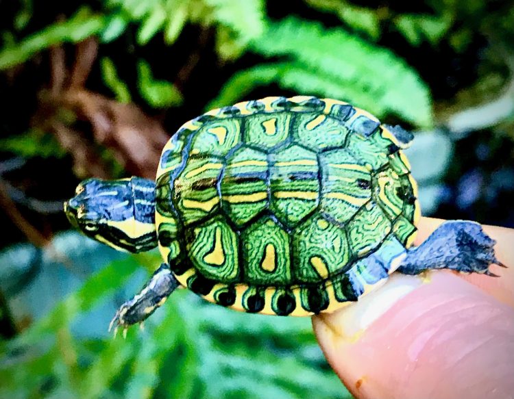 Addressing Appetite Loss in Brazilian Turtles: A Comprehensive Guide