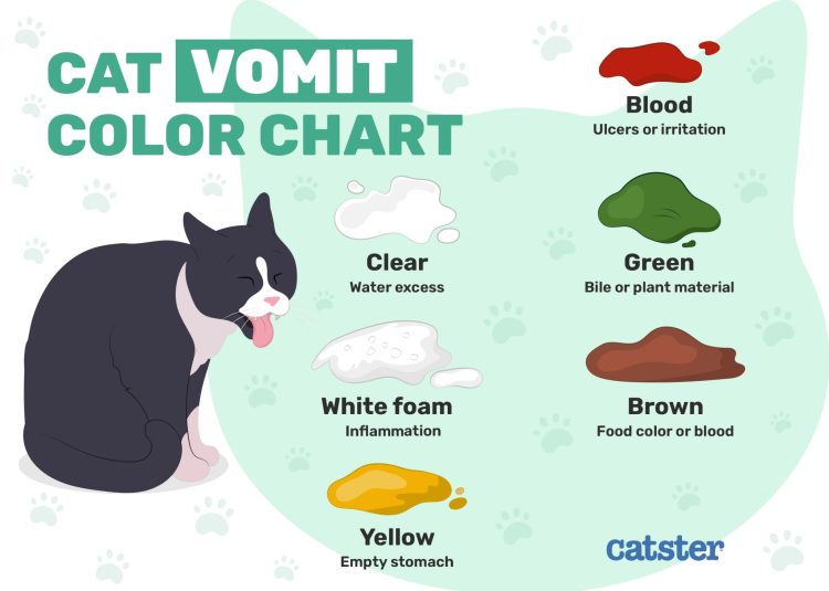 Understanding Feline Brown Vomit: A Symptom to Heed