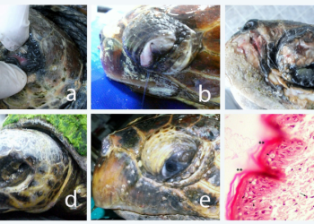 Managing Eye Issues in Turtles: A Guide to Prevention, Diagnosis, and Treatment