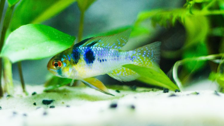 The Art of Aquascaping: Harmonizing Your Aquarium with Blue Ram Cichlids