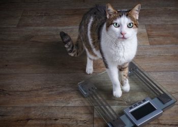 The Underlying Health Struggles Behind Feline Weight Loss