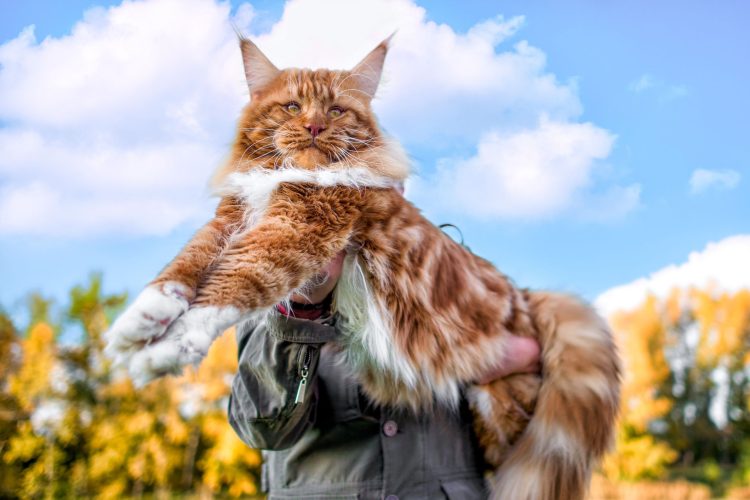 The Grandeur of Maine Coon Cats: A Comprehensive Guide to Their Majestic Size and Care